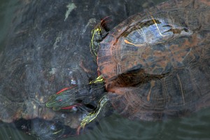 Turtle Fight