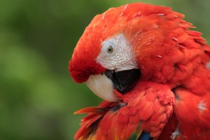 Parrot Preen 2