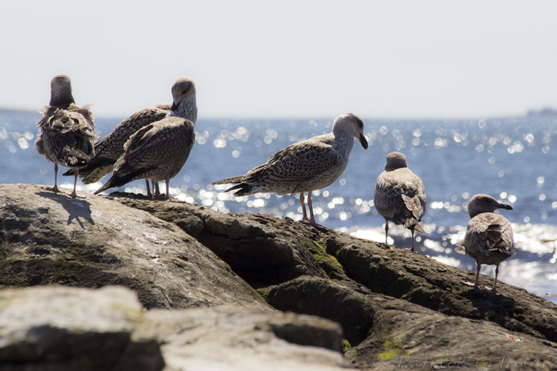 Flock of Seagulls, Seawall, Acadia, Maine
