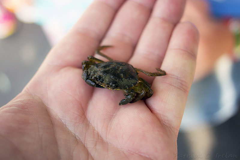 A Crab in the Hand, Boston Harbor, Boston, Massachusetts