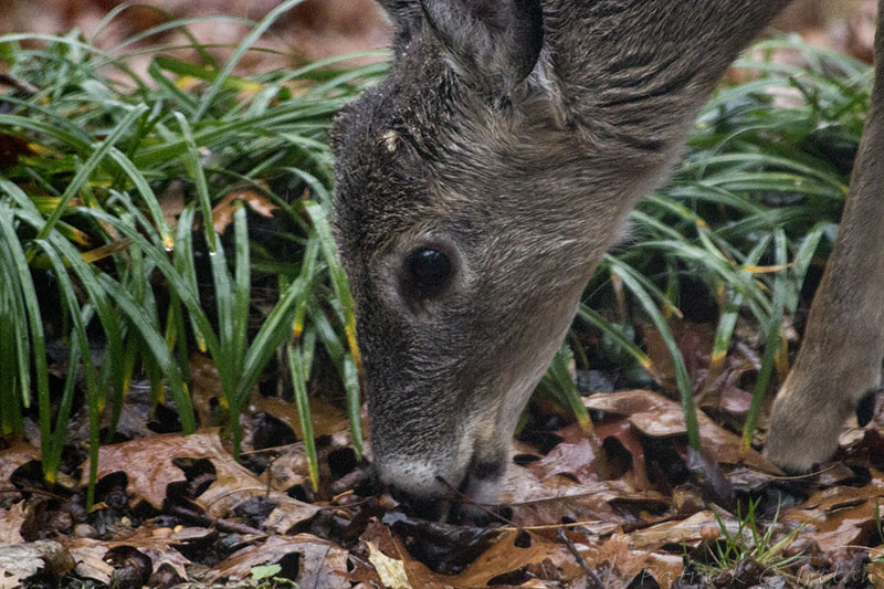 Deer 3, Fairfax, Virginia
