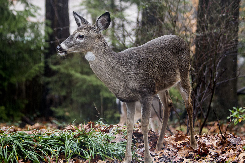 Deer 5, Fairfax, Virginia