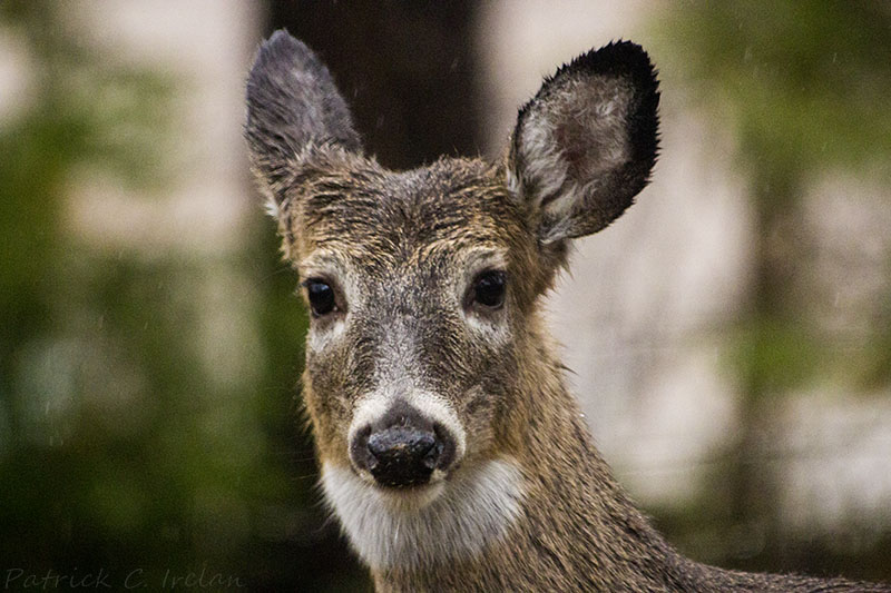 Deer, Fairfax, Virginia