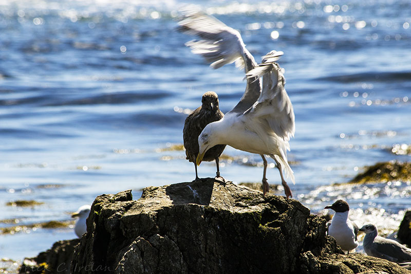 Gull Landing, Seawall, Acadia, Maine