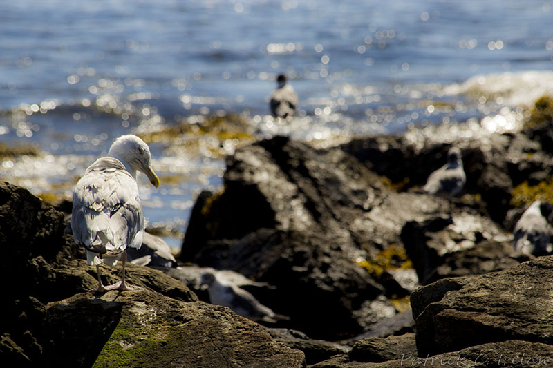 Suspicious Gull, Seawall, Acadia, Maine