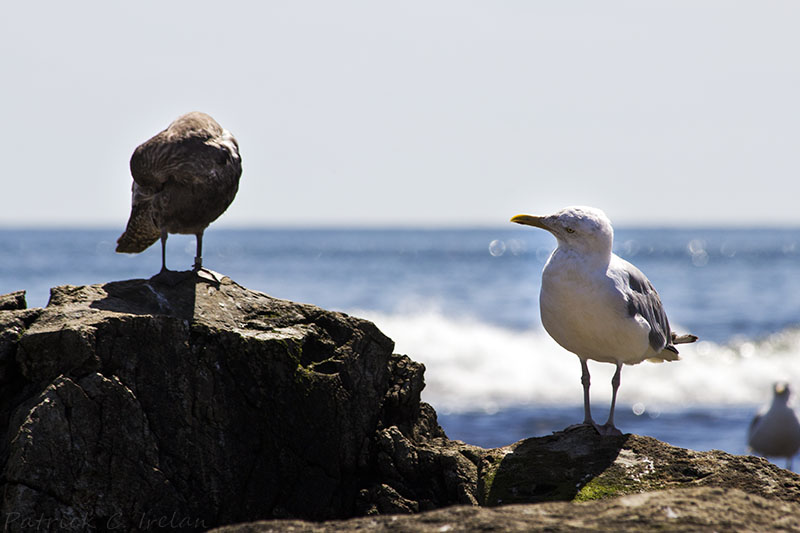 Two Gulls, Seawall, Acadia, Maine