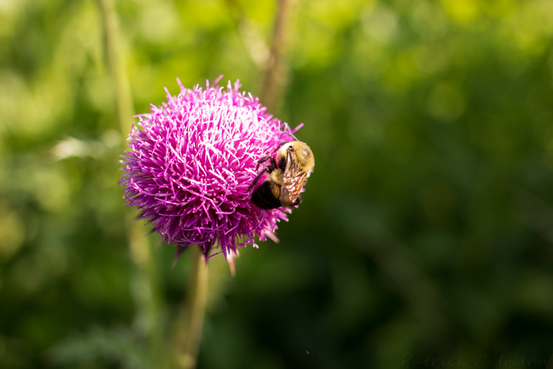 Bee on Flower, Sky Meadows State Park, Virginia