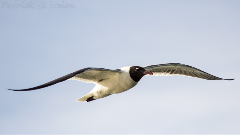 Black Headed Gull 2, Cape Charles, Eastern Shore of Virginia