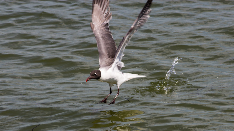 Black Headed Gull 3, Cape Charles, Eastern Shore of Virginia