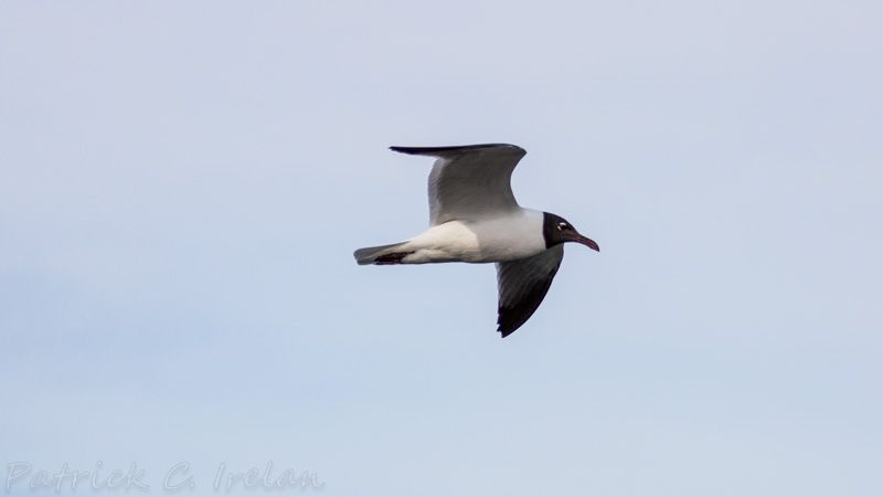 Black Headed Gull, Cape Charles, Eastern Shore of Virginia