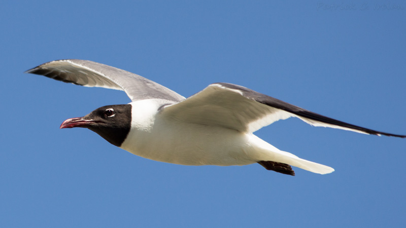Black Headed Gull Close-Up, Cape Charles, Eastern Shore of Virginia