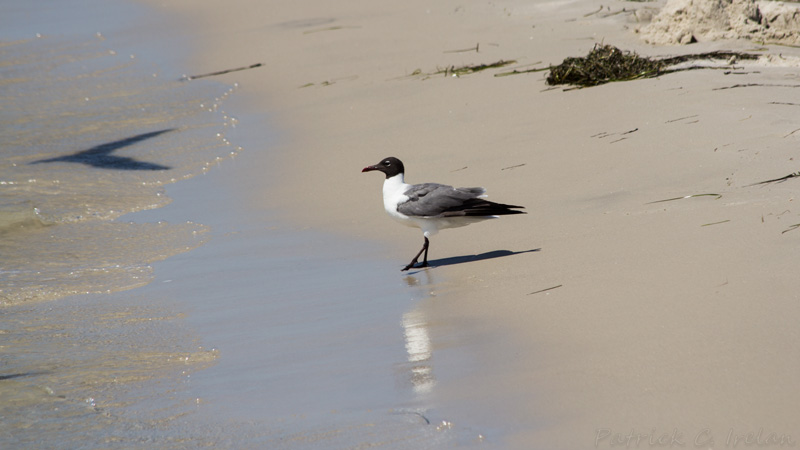 Black Headed Gull On Beach, Cape Charles, Eastern Shore of Virginia