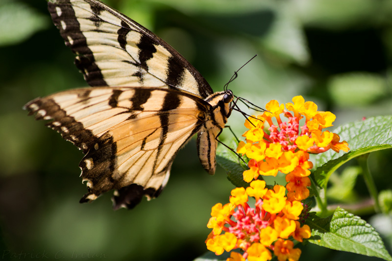 Butterfly, Cape Charles, Eastern Shore of Virginia