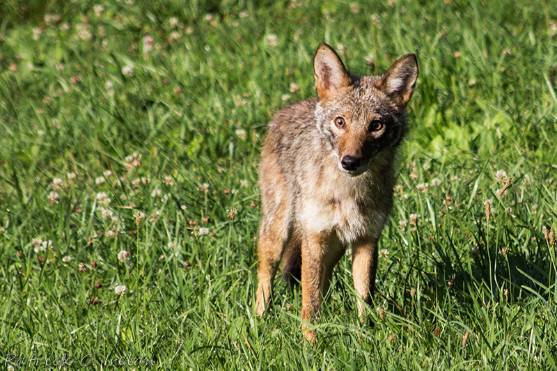 Coyote-1,-Blue-Ridge-Mountains,-Central-Virginia