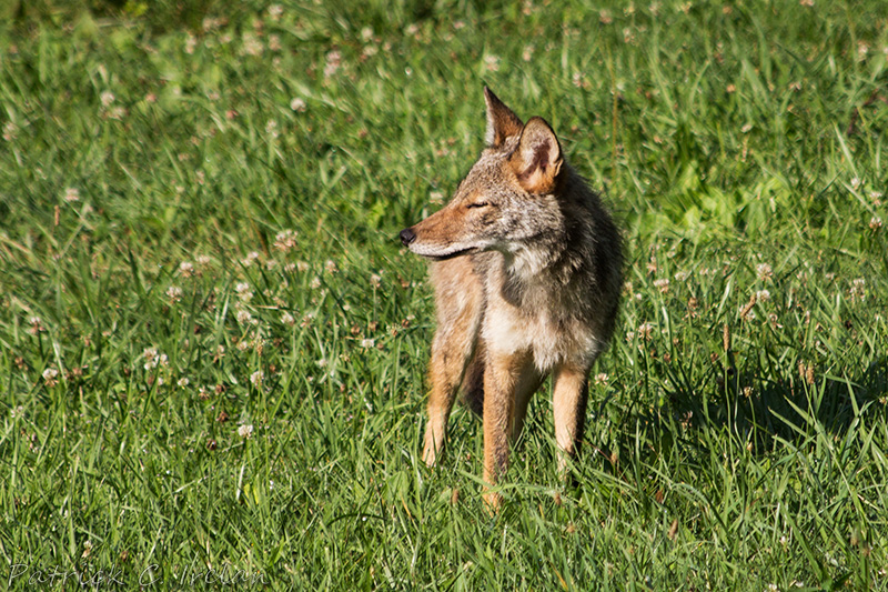 Coyote 2, Blue Ridge Mountains, Central Virginia