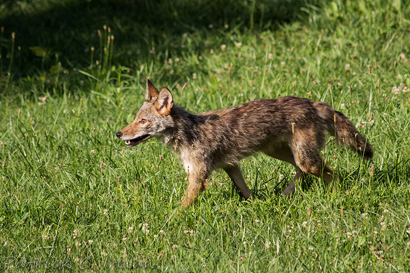 Coyote 3, Blue Ridge Mountains, Central Virginia