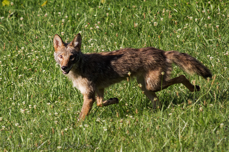 Coyote 4, Blue Ridge Mountains, Central Virginia