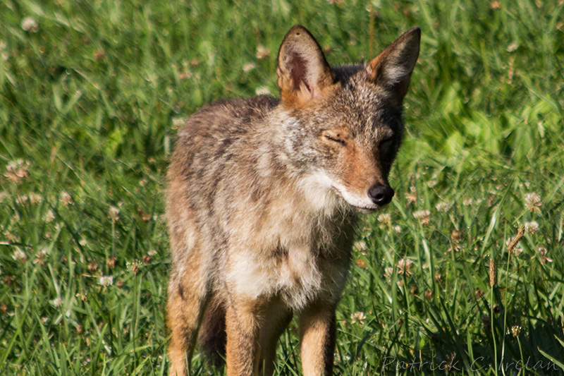 Coyote 5, Blue Ridge Mountains, Central Virginia