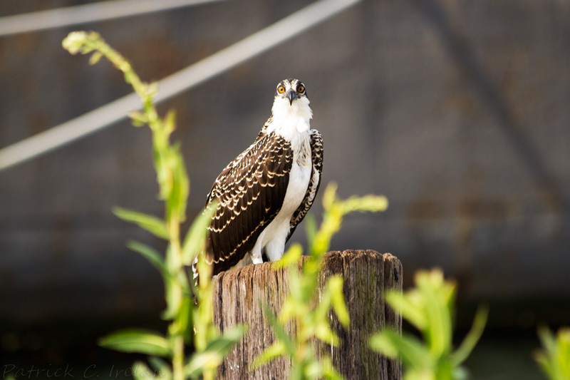 Eyes of the Osprey, Cape Charles, Eastern Shore of Virginia