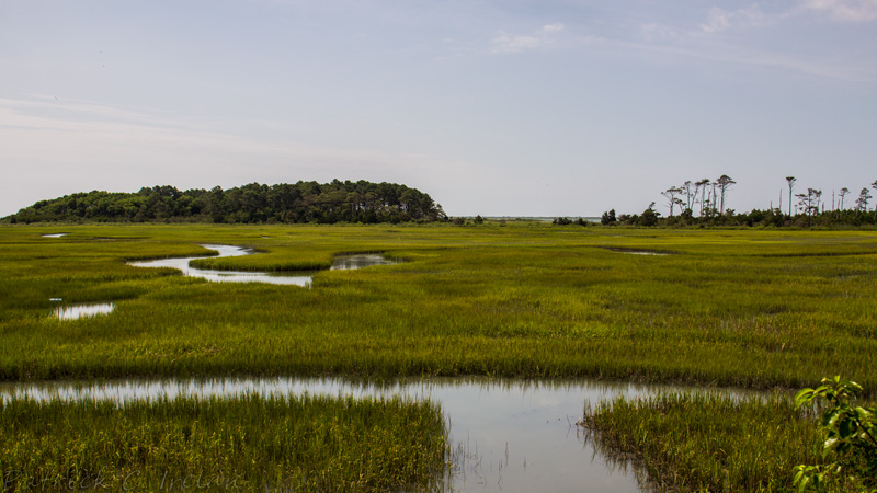 Marsh, Eastern Shore of Virginia National Wildlife Refuge