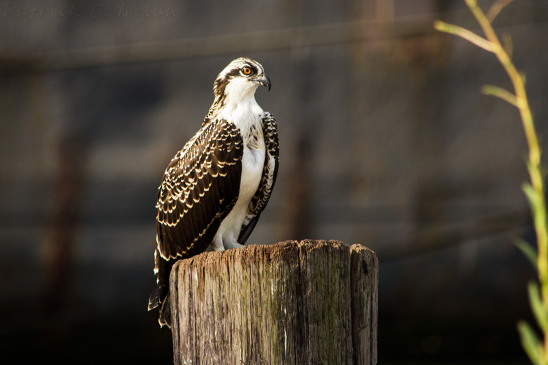 Osprey, Cape Charles, Eastern Shore of Virginia