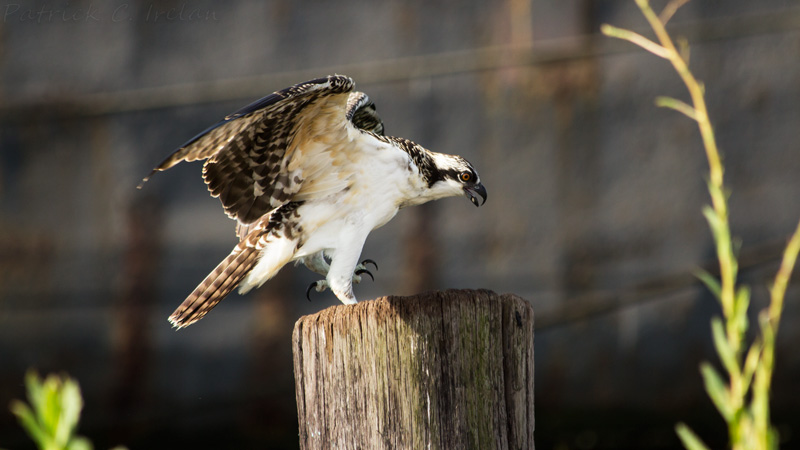 Osprey Spreading Wings, Cape Charles, Eastern Shore of Virginia