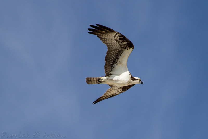 Osprey in Flight, Cape Charles, Eastern Shore of Virginia