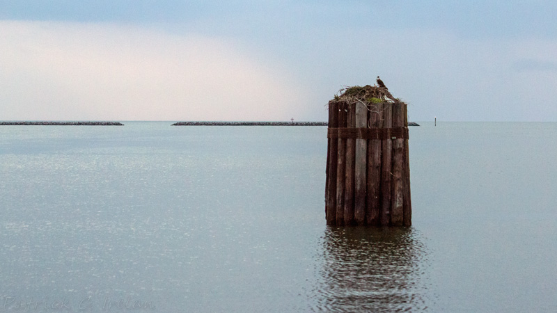 Osprey on Perched on Pylons 2, Cape Charles, Eastern Shore of Virginia