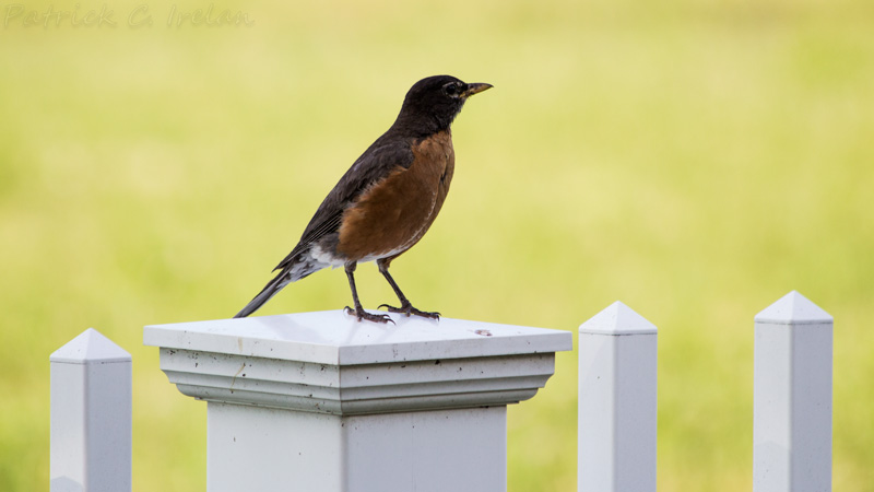 Robin, Cape Charles, Eastern Shore of Virginia