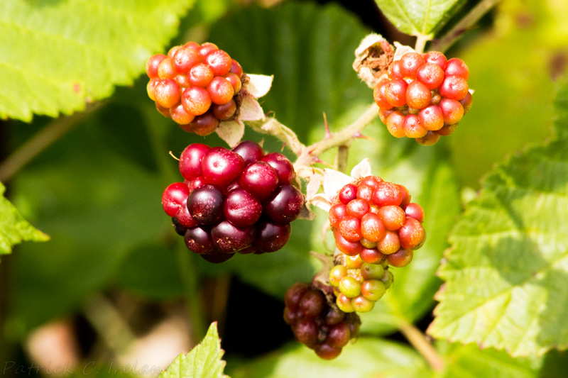 Wine Berries, Eastern Shore of Virginia National Wildlife Refuge